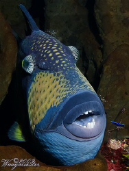Titan triggerfish (Balistoides viridescens) getting clean... by Marco Waagmeester 